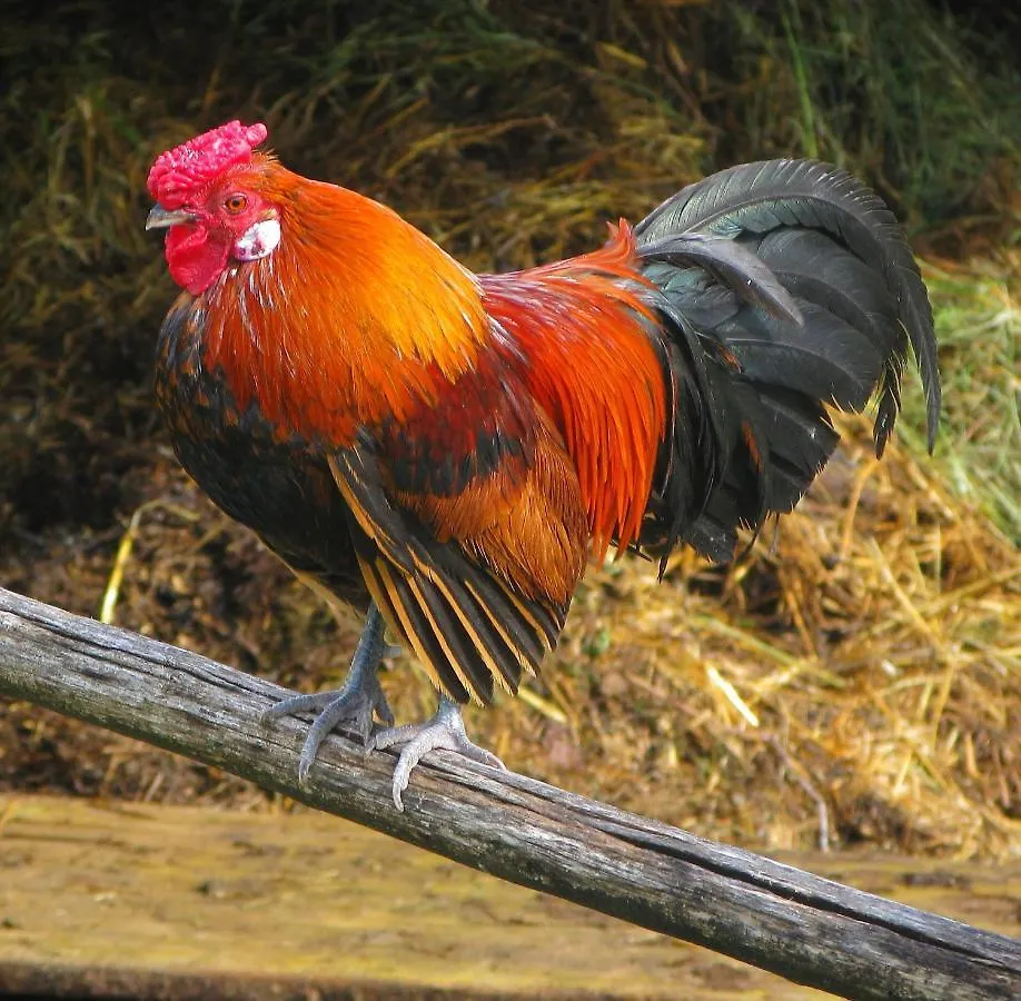 Séjour à la ferme Agriturismo Il Ponticello Vaiano